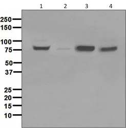 Western blot - Anti-GRP78 BiP antibody [EPR4041(2)] (AB108615)