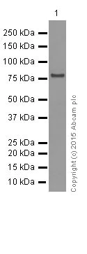 Western blot - Anti-GRP78 BiP antibody [EPR4041(2)] (AB108615)