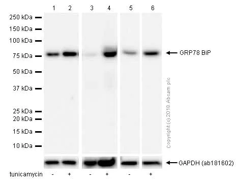 Western blot - Anti-GRP78 BiP antibody [EPR4041(2)] (AB108615)