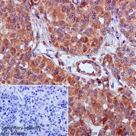 Immunohistochemistry (Formalin/PFA-fixed paraffin-embedded sections) - Anti-GRP78 BiP antibody [EPR4041(2)] - BSA and Azide free (AB236050)