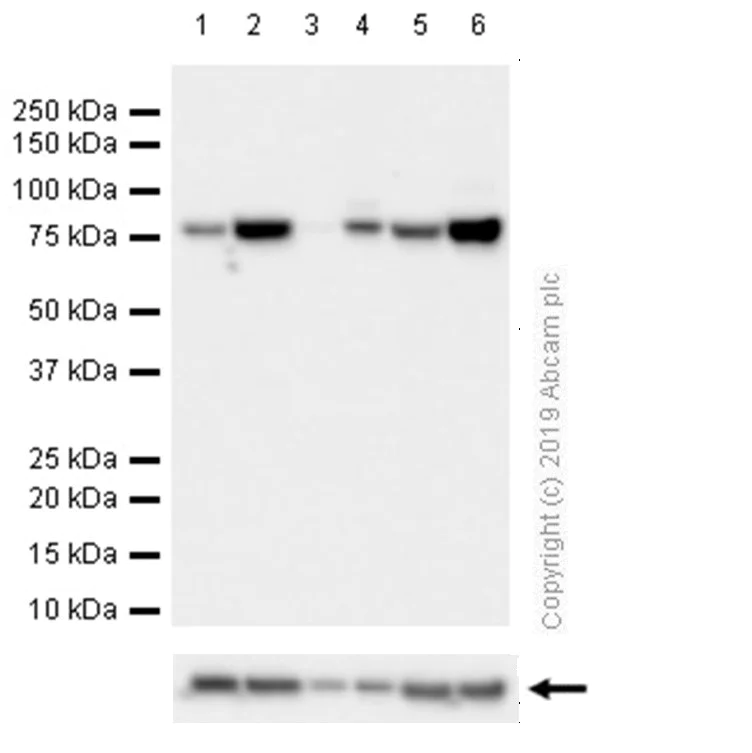 Western blot - Anti-GRP78 BiP antibody [EPR4041(2)] - BSA and Azide free (AB236050)