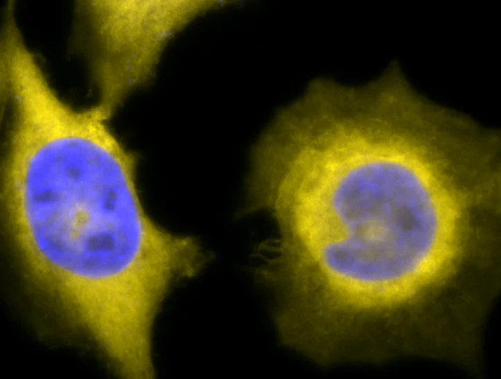 Immunocytochemistry/ Immunofluorescence - Anti-GRP94 antibody [9G10] (AB326353)