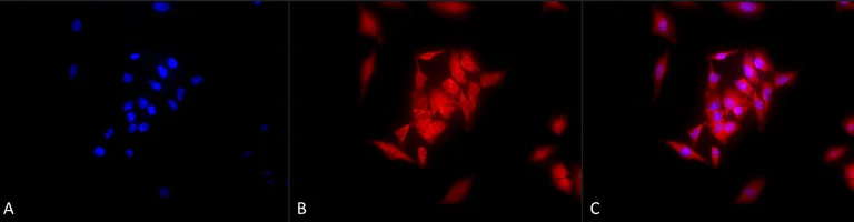 Immunocytochemistry/ Immunofluorescence - Anti-GRP94 antibody [9G10] (AB326353)