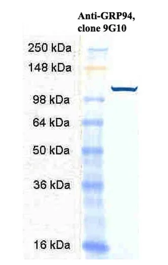 Western blot - Anti-GRP94 antibody [9G10] (AB326353)
