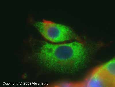 Immunocytochemistry/ Immunofluorescence - Anti-GRP94 antibody (AB13509), expandable thumbnail