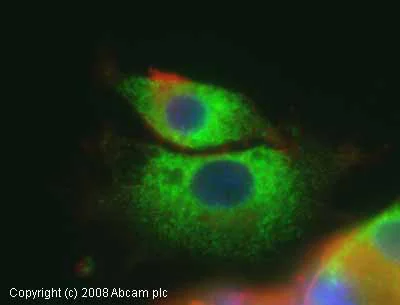 Immunocytochemistry/ Immunofluorescence - Anti-GRP94 antibody (AB13509)