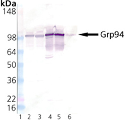 Western blot - Anti-GRP94 antibody (AB13509), expandable thumbnail