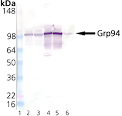 Western blot - Anti-GRP94 antibody (AB13509)