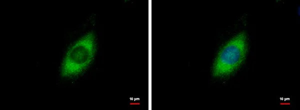 Immunocytochemistry/ Immunofluorescence - Anti-GRP94 antibody (AB227293)