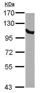 Western blot - Anti-GRP94 antibody (AB227293)