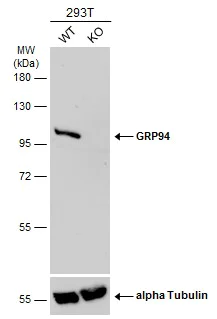 Western blot - Anti-GRP94 antibody (AB227293)
