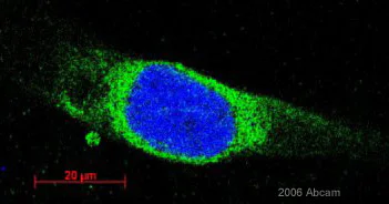 Immunocytochemistry/ Immunofluorescence - Anti-GRP94 antibody (AB3674)
