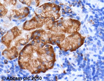 Immunohistochemistry (Formalin/PFA-fixed paraffin-embedded sections) - Anti-GRP94 antibody (AB3674), expandable thumbnail