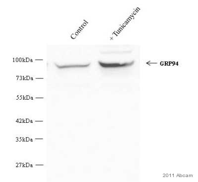 Western blot - Anti-GRP94 antibody (AB3674), expandable thumbnail