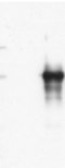 Western blot - Anti-GRP94 antibody (AB3674), expandable thumbnail