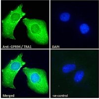 Immunocytochemistry/ Immunofluorescence - Anti-GRP94 antibody (ab52031), expandable thumbnail