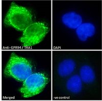 Immunocytochemistry/ Immunofluorescence - Anti-GRP94 antibody (AB52031), expandable thumbnail