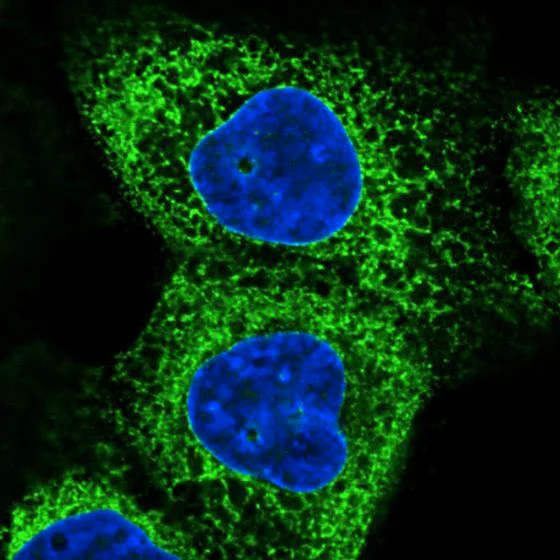 Immunocytochemistry/ Immunofluorescence - Anti-GRP94 antibody [CL2647] - C-terminal (AB210960)