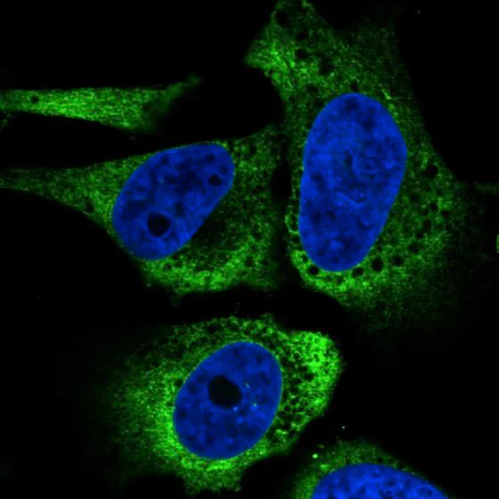 Immunocytochemistry/ Immunofluorescence - Anti-GRP94 antibody [CL2647] - C-terminal (AB210960)