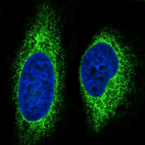 Immunocytochemistry/ Immunofluorescence - Anti-GRP94 antibody [CL2647] - C-terminal (AB210960)