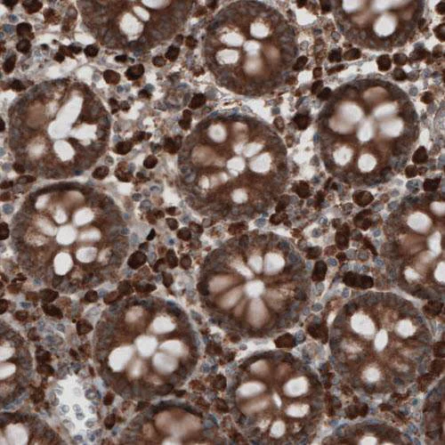 Immunohistochemistry (Formalin/PFA-fixed paraffin-embedded sections) - Anti-GRP94 antibody [CL2647] - C-terminal (AB210960)