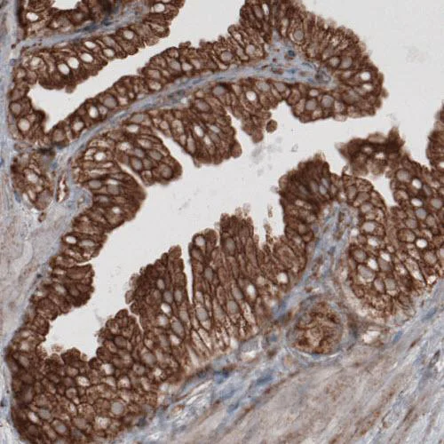 Immunohistochemistry (Formalin/PFA-fixed paraffin-embedded sections) - Anti-GRP94 antibody [CL2647] - C-terminal (AB210960)