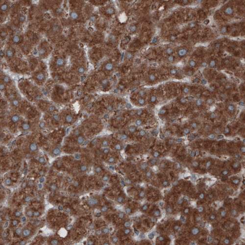 Immunohistochemistry (Formalin/PFA-fixed paraffin-embedded sections) - Anti-GRP94 antibody [CL2647] - C-terminal (AB210960)