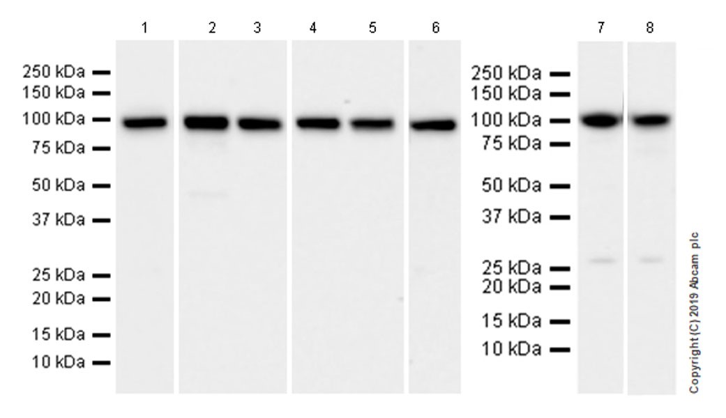 Western blot - Anti-GRP94 antibody [EPR22847-50] (ab238126), expandable thumbnail