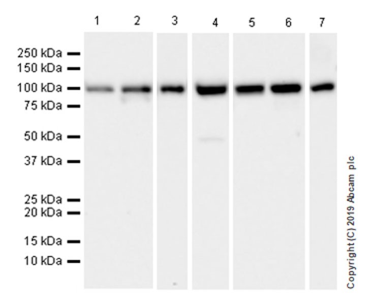 Western blot - Anti-GRP94 antibody [EPR22847-50] (ab238126), expandable thumbnail