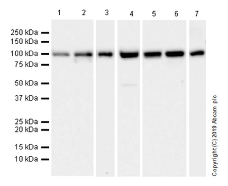 Western blot - Anti-GRP94 antibody [EPR22847-50] (AB238126)
