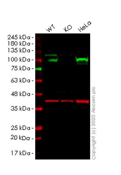 Western blot - Anti-GRP94 antibody [EPR22847-50] (ab238126), expandable thumbnail