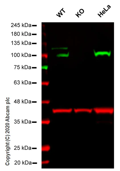 Western blot - Anti-GRP94 antibody [EPR22847-50] (AB238126)