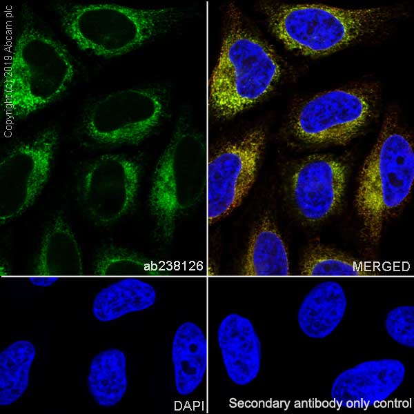 Immunocytochemistry/ Immunofluorescence - Anti-GRP94 antibody [EPR22847-50] - BSA and Azide free (ab256312), expandable thumbnail