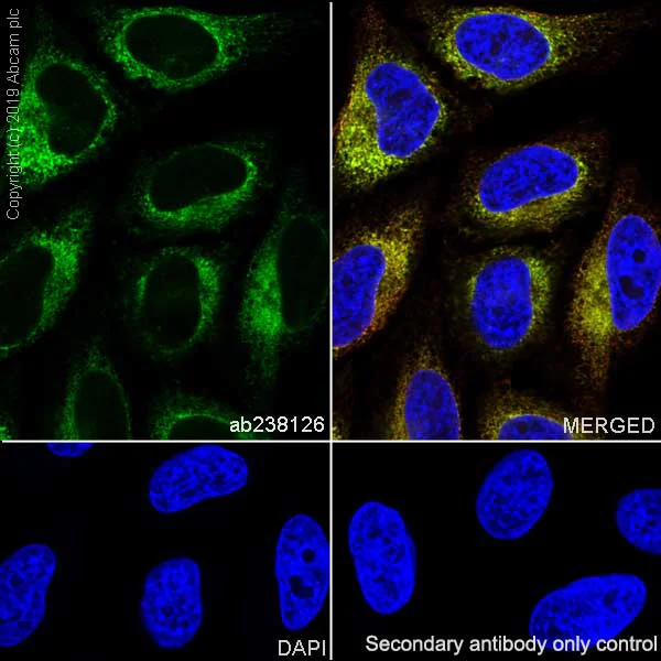 Immunocytochemistry/ Immunofluorescence - Anti-GRP94 antibody [EPR22847-50] - BSA and Azide free (AB256312)
