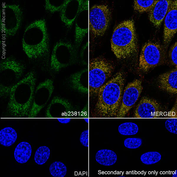 Immunocytochemistry/ Immunofluorescence - Anti-GRP94 antibody [EPR22847-50] - BSA and Azide free (AB256312)