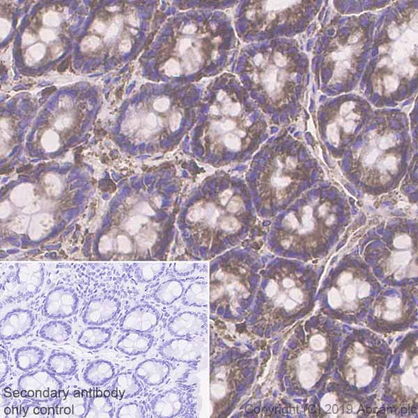 Immunohistochemistry (Formalin/PFA-fixed paraffin-embedded sections) - Anti-GRP94 antibody [EPR22847-50] - BSA and Azide free (AB256312), expandable thumbnail