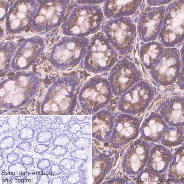 Immunohistochemistry (Formalin/PFA-fixed paraffin-embedded sections) - Anti-GRP94 antibody [EPR22847-50] - BSA and Azide free (AB256312)