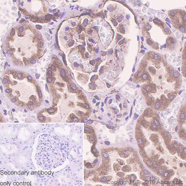 Immunohistochemistry (Formalin/PFA-fixed paraffin-embedded sections) - Anti-GRP94 antibody [EPR22847-50] - BSA and Azide free (AB256312), expandable thumbnail