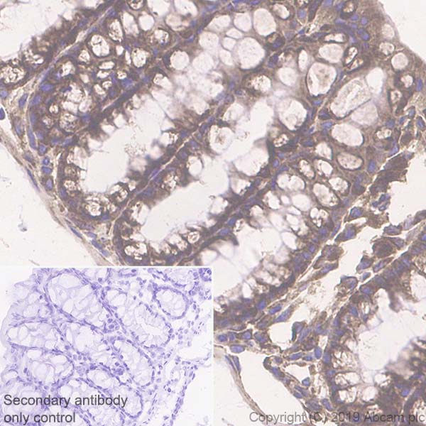 Immunohistochemistry (Formalin/PFA-fixed paraffin-embedded sections) - Anti-GRP94 antibody [EPR22847-50] - BSA and Azide free (AB256312), expandable thumbnail