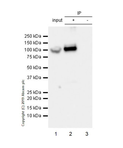 Immunoprecipitation - Anti-GRP94 antibody [EPR22847-50] - BSA and Azide free (AB256312), expandable thumbnail