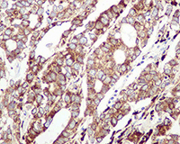 Immunohistochemistry (Formalin/PFA-fixed paraffin-embedded sections) - Anti-GRP94 antibody [EPR3988] - BSA and Azide free (AB238959), expandable thumbnail