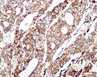Immunohistochemistry (Formalin/PFA-fixed paraffin-embedded sections) - Anti-GRP94 antibody [EPR3988] - BSA and Azide free (AB238959)