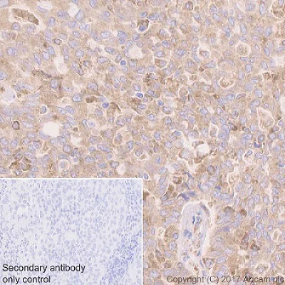 Immunohistochemistry (Formalin/PFA-fixed paraffin-embedded sections) - Anti-GRP94 antibody [EPR3988] - BSA and Azide free (AB238959)