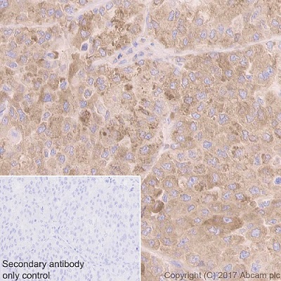 Immunohistochemistry (Formalin/PFA-fixed paraffin-embedded sections) - Anti-GRP94 antibody [EPR3988] - BSA and Azide free (AB238959), expandable thumbnail
