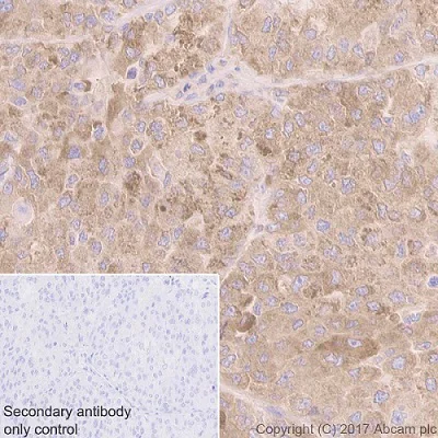Immunohistochemistry (Formalin/PFA-fixed paraffin-embedded sections) - Anti-GRP94 antibody [EPR3988] - BSA and Azide free (AB238959)