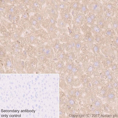 Immunohistochemistry (Formalin/PFA-fixed paraffin-embedded sections) - Anti-GRP94 antibody [EPR3988] - BSA and Azide free (AB238959), expandable thumbnail