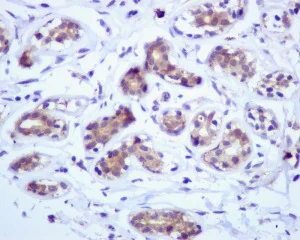 Immunohistochemistry (Formalin/PFA-fixed paraffin-embedded sections) - Anti-GRP94 antibody [EPR3988] - BSA and Azide free (AB238959)