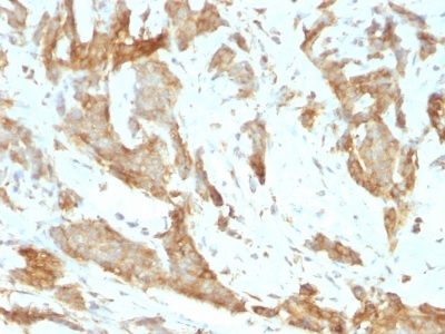 Immunohistochemistry (Formalin/PFA-fixed paraffin-embedded sections) - Anti-GRP94 antibody [SPM249] (AB233979)