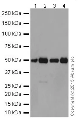 Western blot - Anti-GRSF1 antibody [EPR16678] (AB205531)