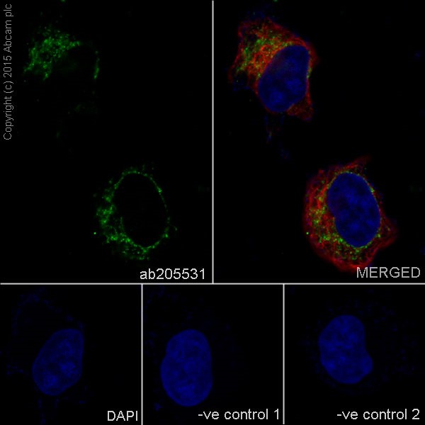 Immunocytochemistry/ Immunofluorescence - Anti-GRSF1 antibody [EPR16678] - BSA and Azide free (AB246330)